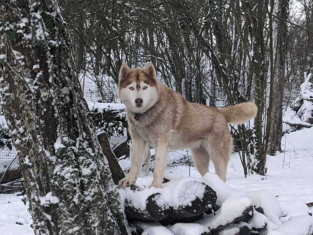 Ohana Des Loups Des Pyrenees