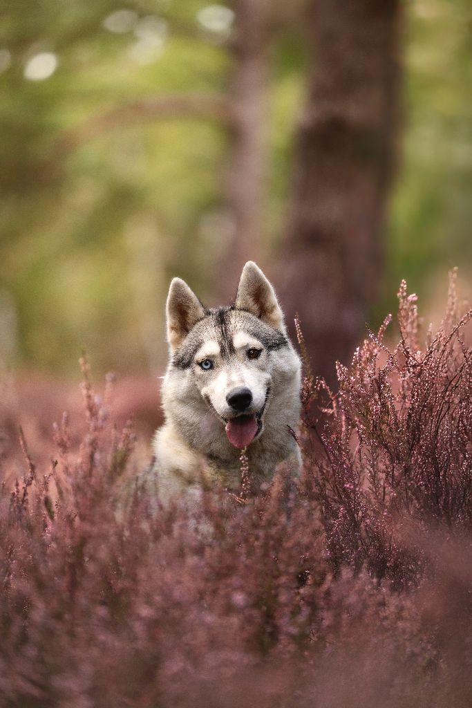 Toundra Of Forest's Little Wolf