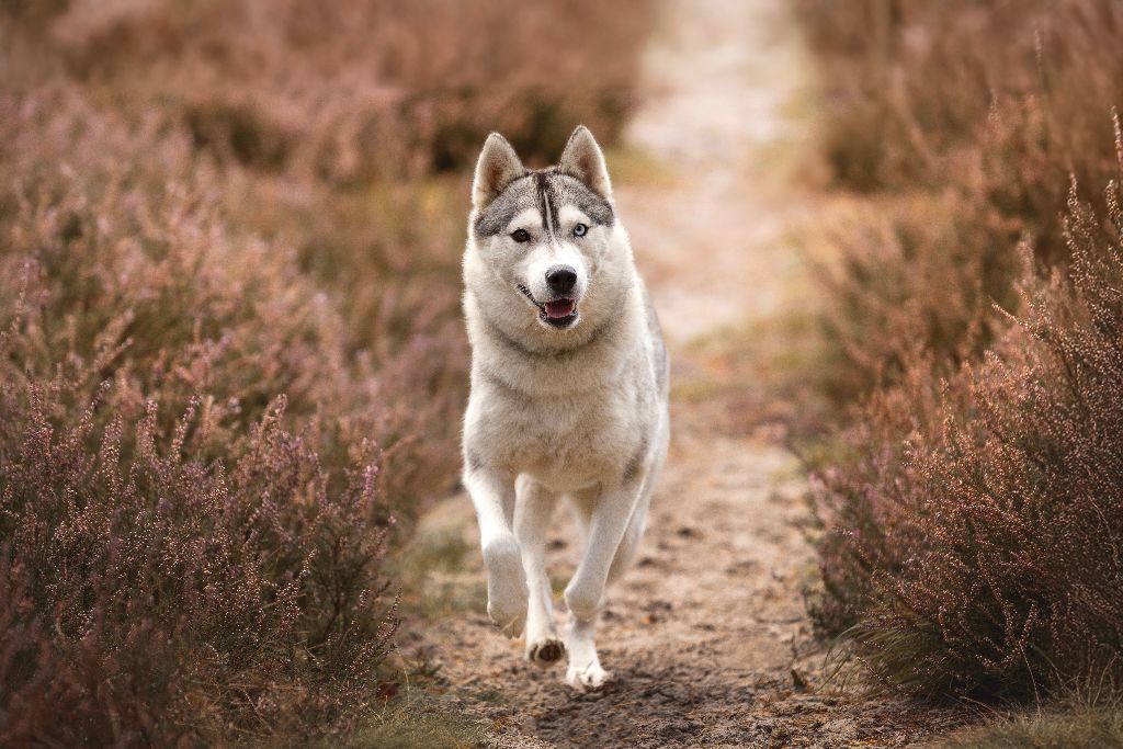 Tealky Of Forest's Little Wolf