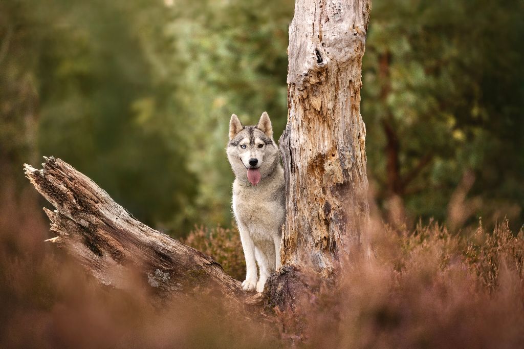 Toundra Of Forest's Little Wolf