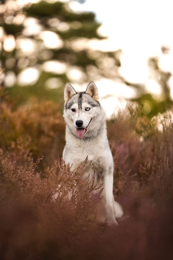 Tealky Of Forest's Little Wolf