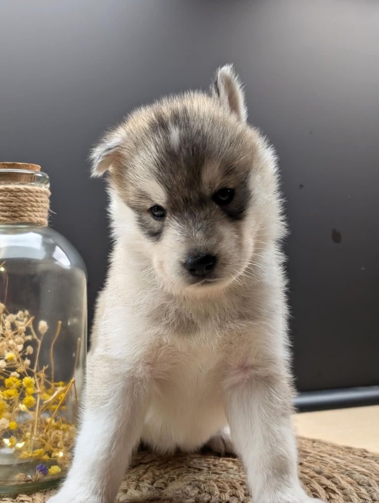 Of The Northern Moon - Chiot disponible  - Siberian Husky