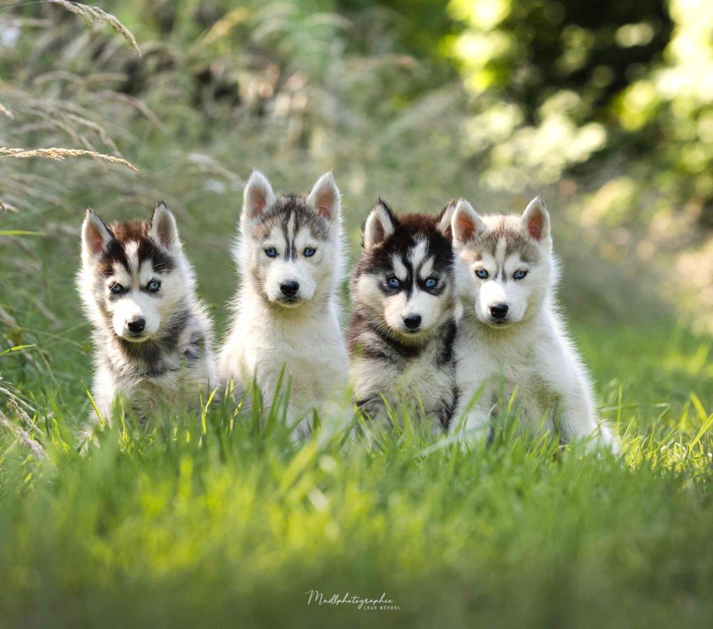 chiot Siberian Husky Of The Northern Moon