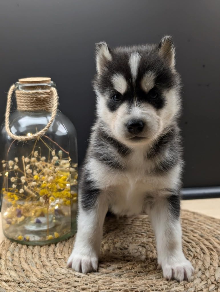 Of The Northern Moon - Chiot disponible  - Siberian Husky