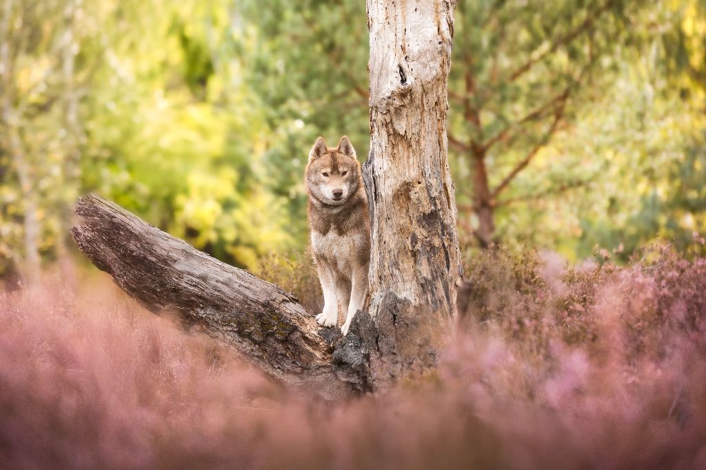 Vade retro satanas Of Moonlight's Rhapsody