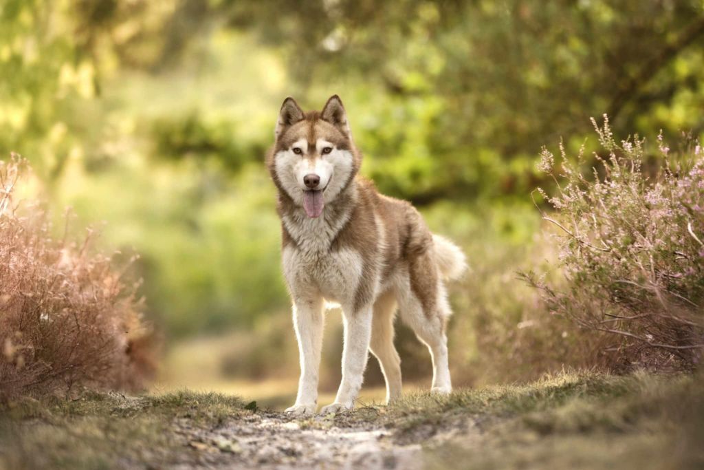 Tanka aloa Arkouna Dream's