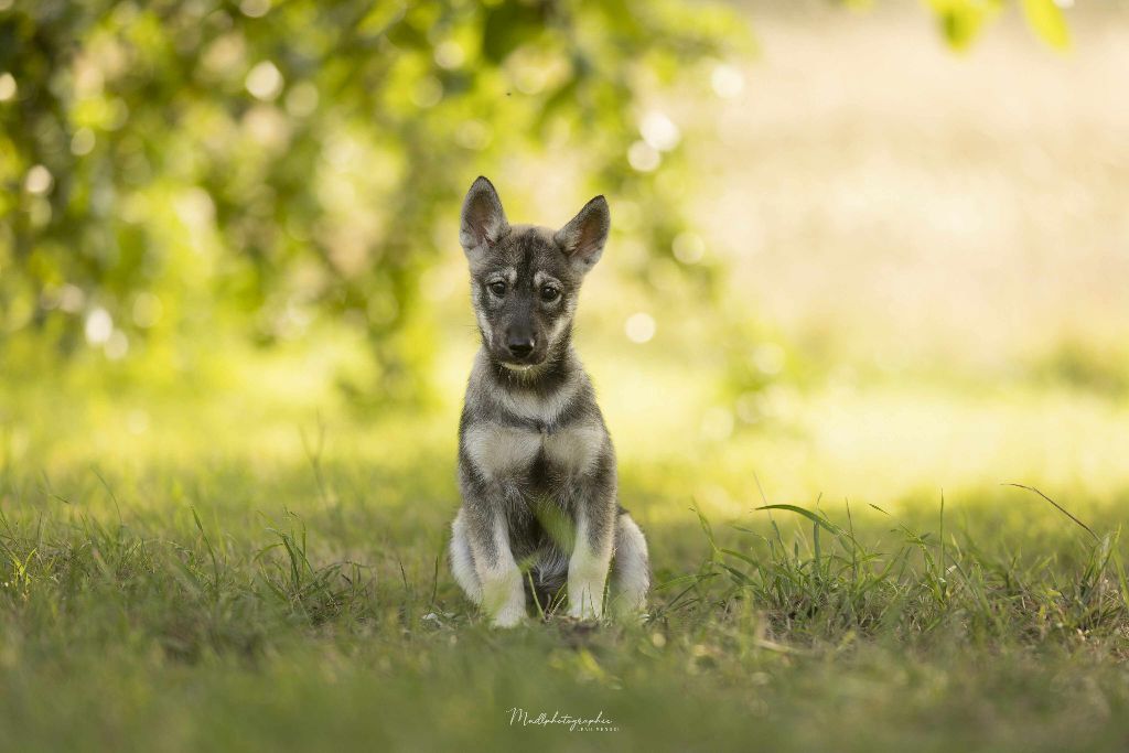Of The Northern Moon - Chiots disponibles - Siberian Husky