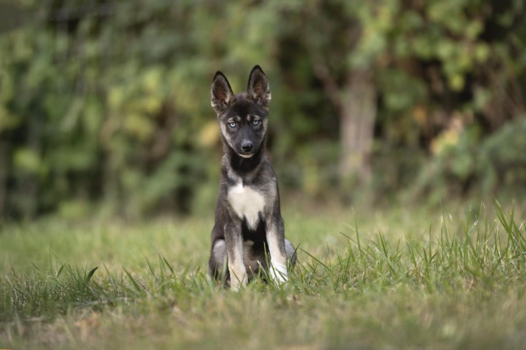 Of The Northern Moon - Chiots disponibles - Siberian Husky