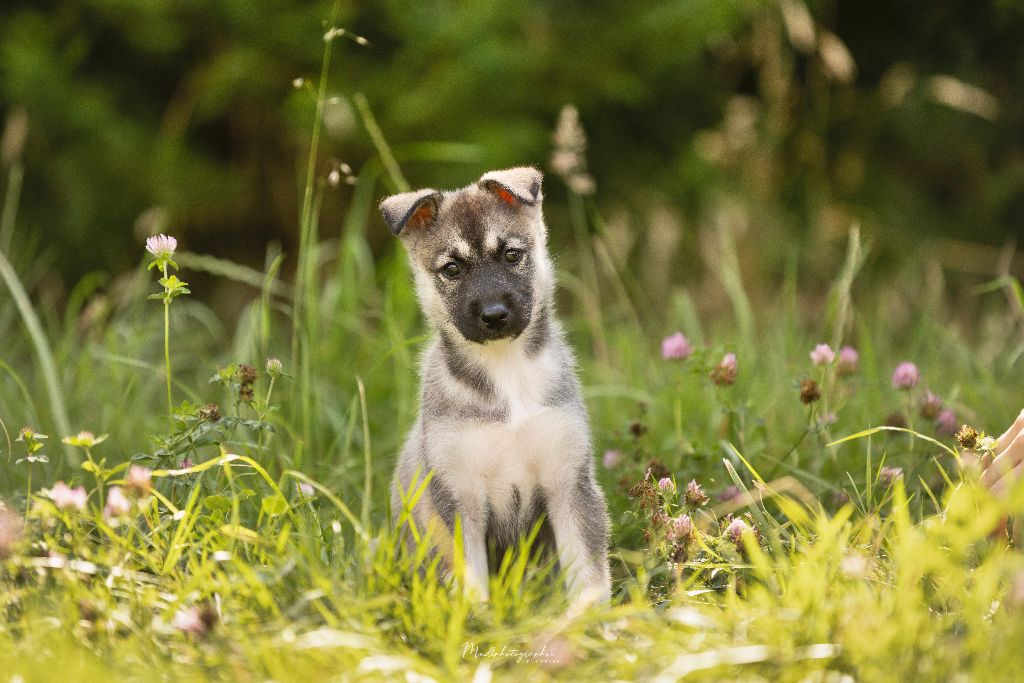 Of The Northern Moon - Chiots disponibles - Siberian Husky