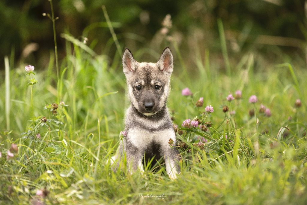 Of The Northern Moon - Chiots disponibles - Siberian Husky