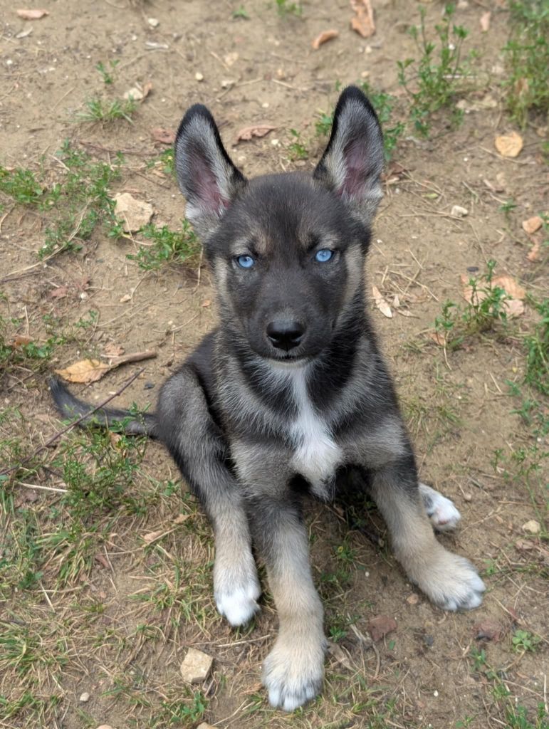 Of The Northern Moon - Siberian Husky - Portée née le 02/07/2025