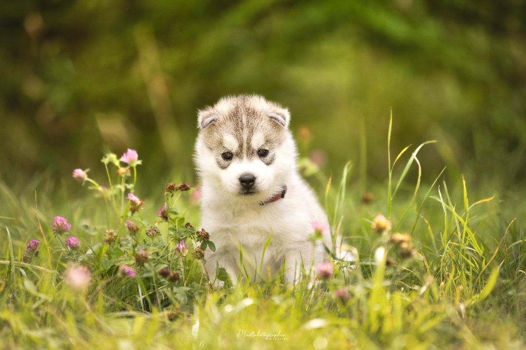 Of The Northern Moon - Chiots disponibles - Siberian Husky