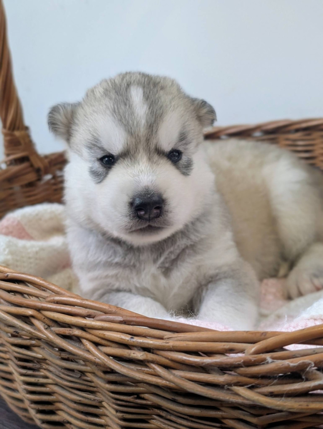 Of The Northern Moon - Chiots disponibles - Siberian Husky