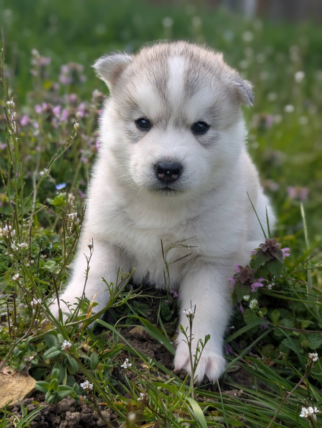 Of The Northern Moon - Chiots disponibles - Siberian Husky