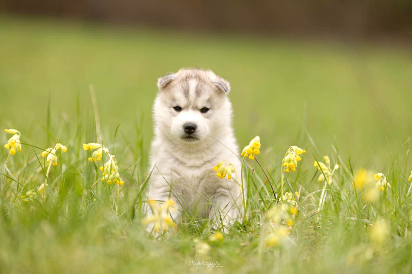 Of The Northern Moon - Chiots disponibles - Siberian Husky
