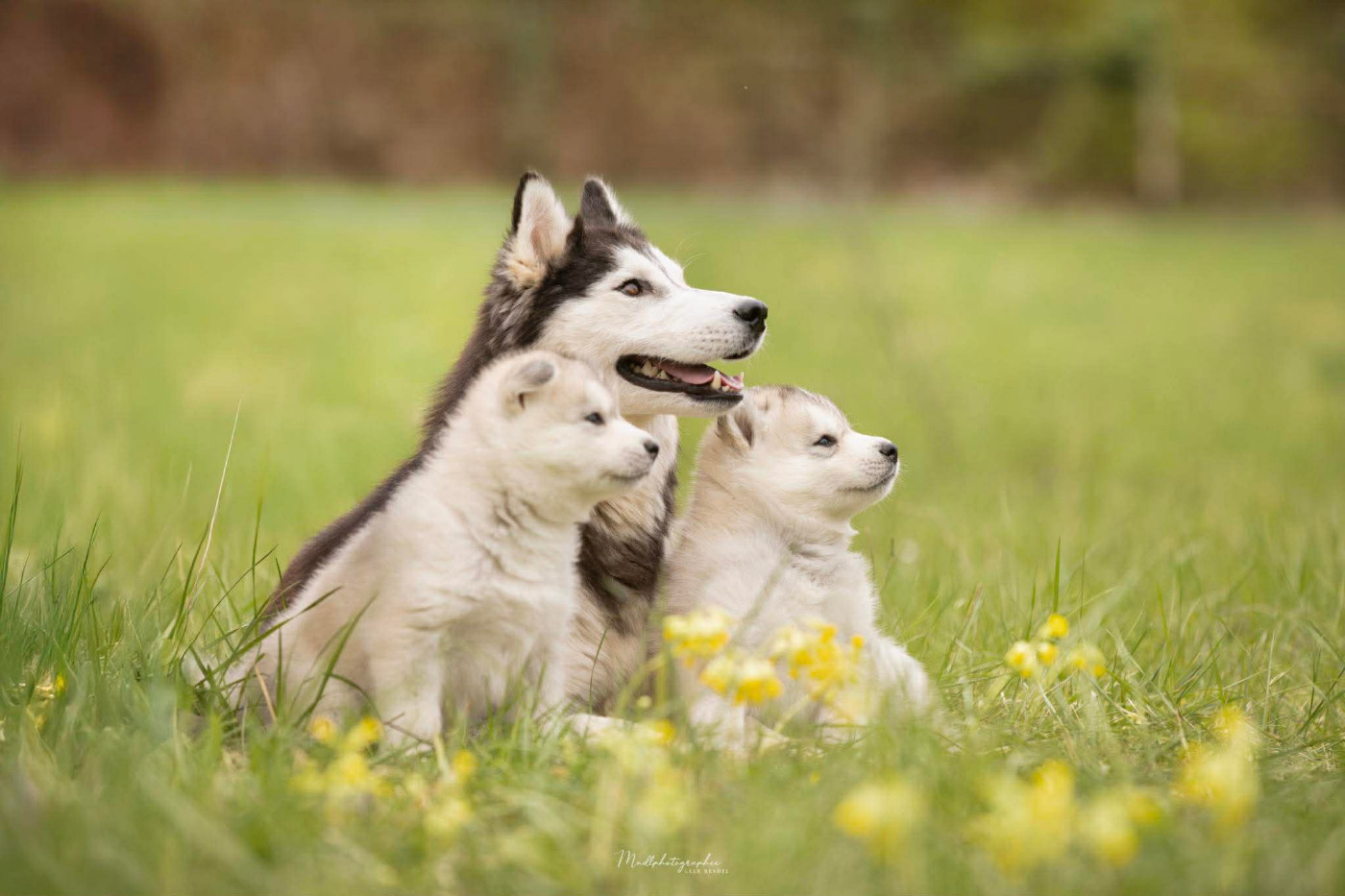 Chiot Siberian Husky Of The Northern Moon
