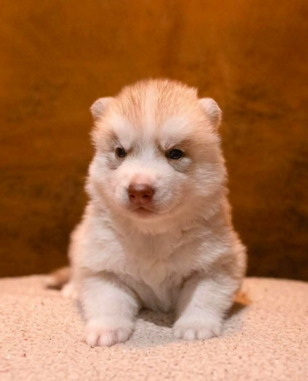 Of The Northern Moon - Chiots disponibles - Siberian Husky