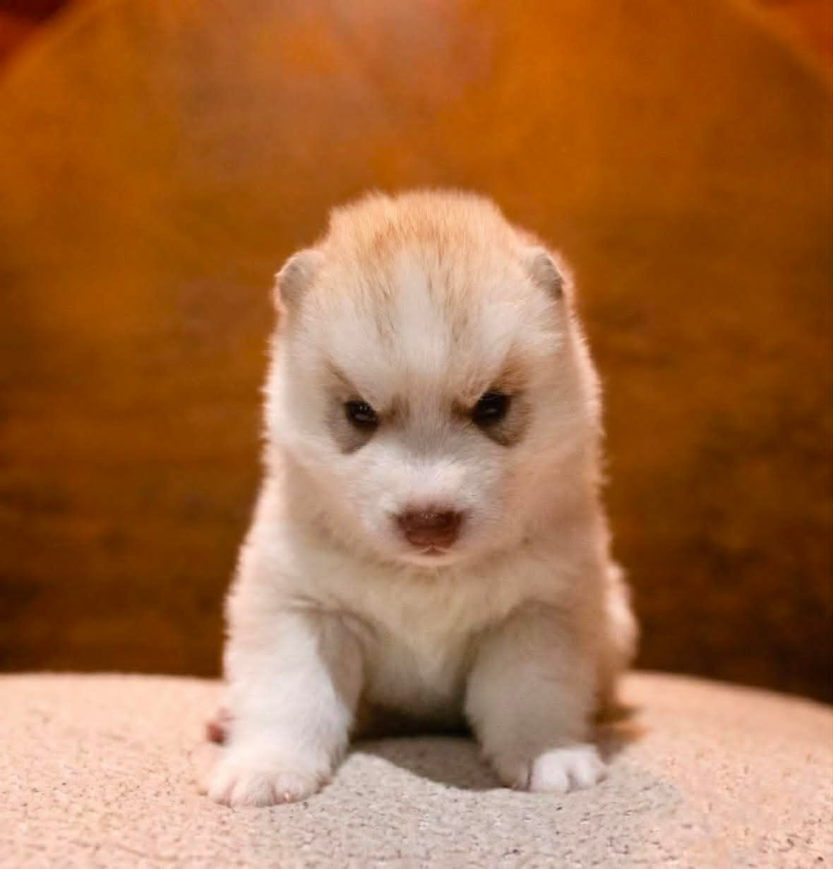 Of The Northern Moon - Chiots disponibles - Siberian Husky