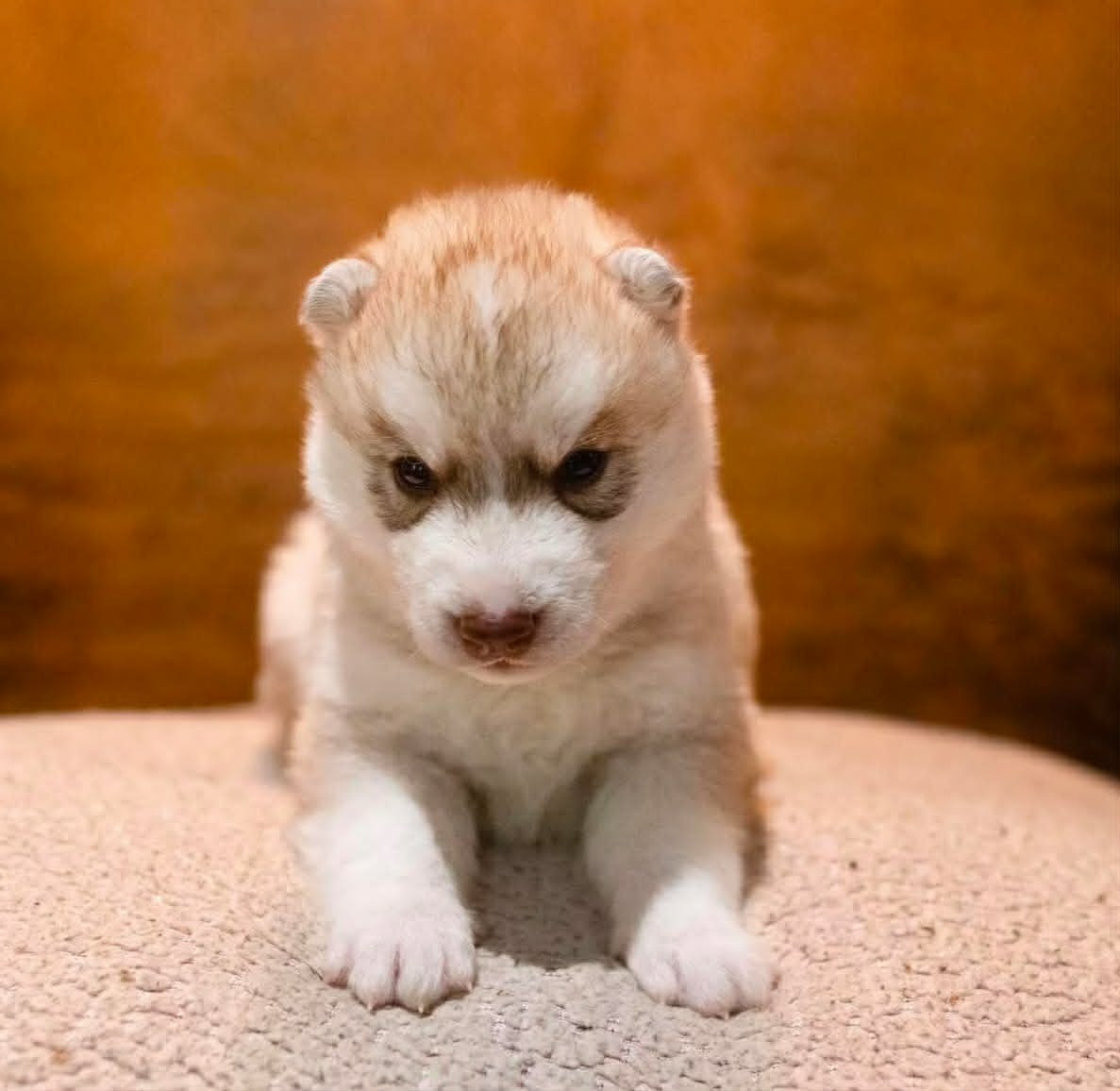 Of The Northern Moon - Chiots disponibles - Siberian Husky