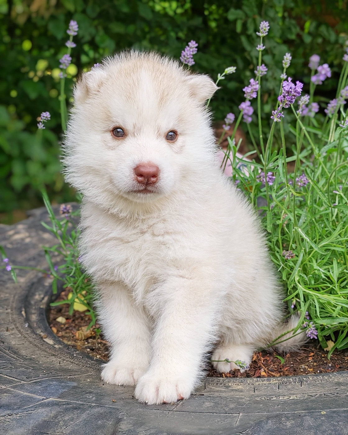 Of The Northern Moon - Chiots disponibles - Siberian Husky