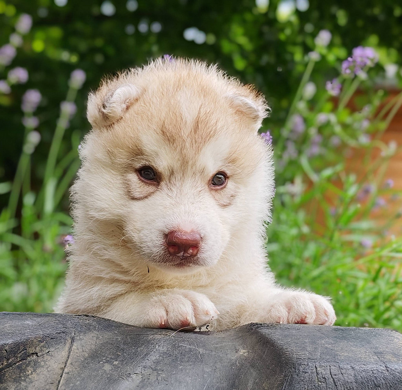 Of The Northern Moon - Chiots disponibles - Siberian Husky