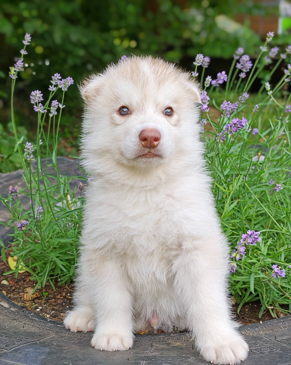 Bolt