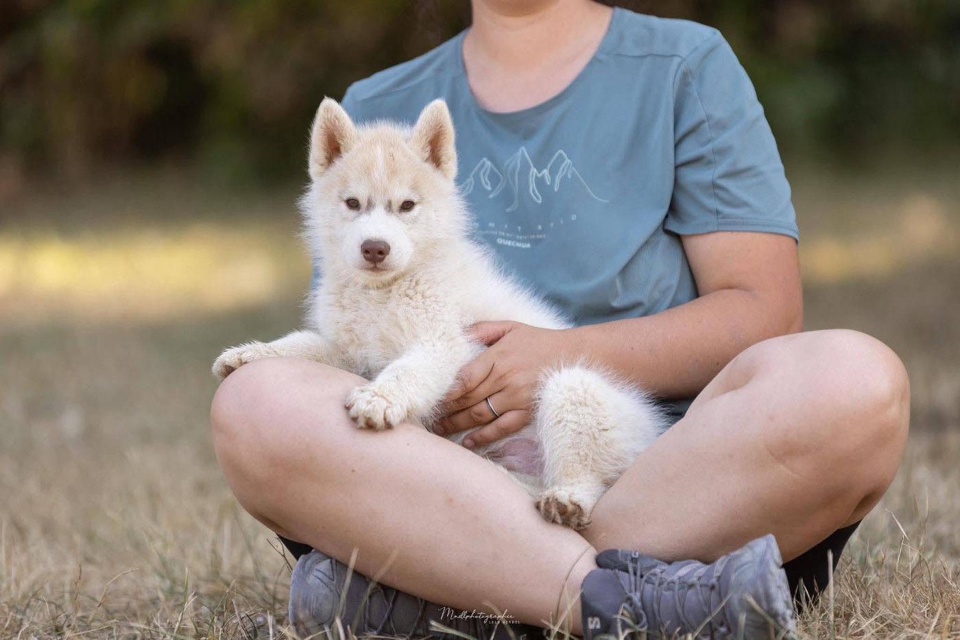 Of The Northern Moon - Chiots disponibles - Siberian Husky