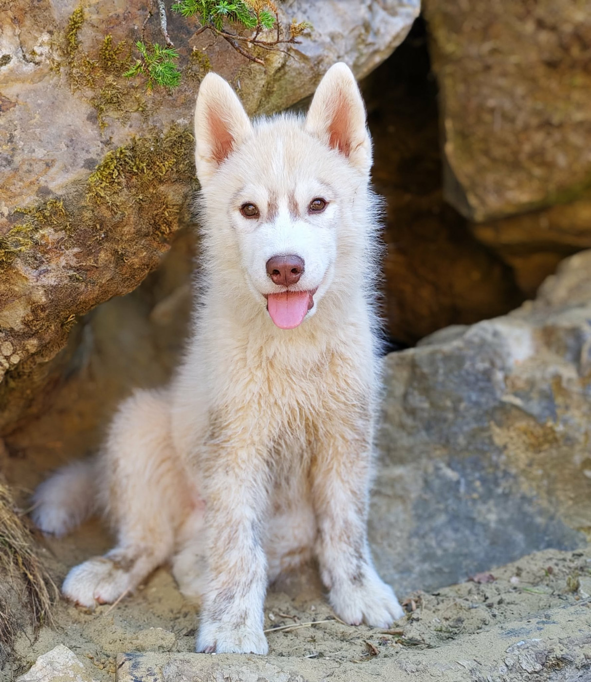 Of The Northern Moon - Chiots disponibles - Siberian Husky