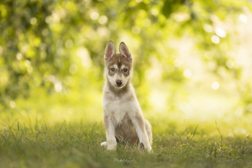 Of The Northern Moon - Chiots disponibles - Siberian Husky