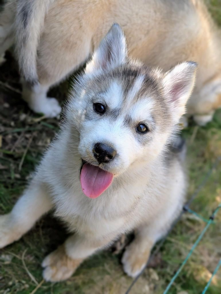 Of The Northern Moon - Chiots disponibles - Siberian Husky