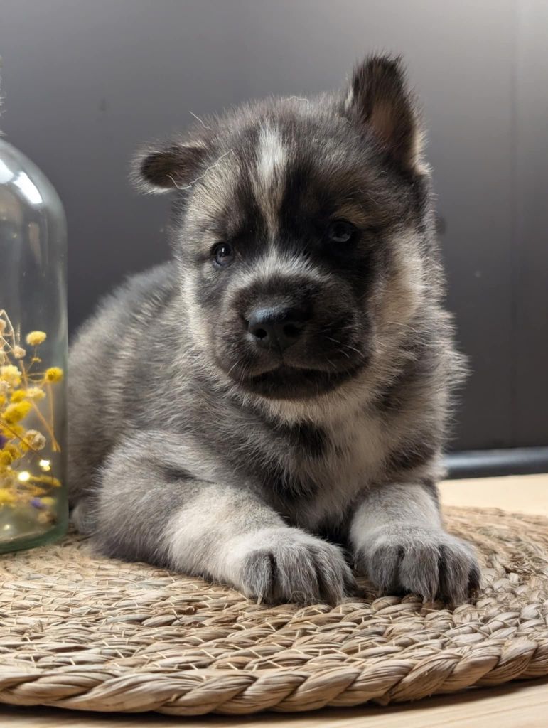 Of The Northern Moon - Siberian Husky - Portée née le 26/10/2024