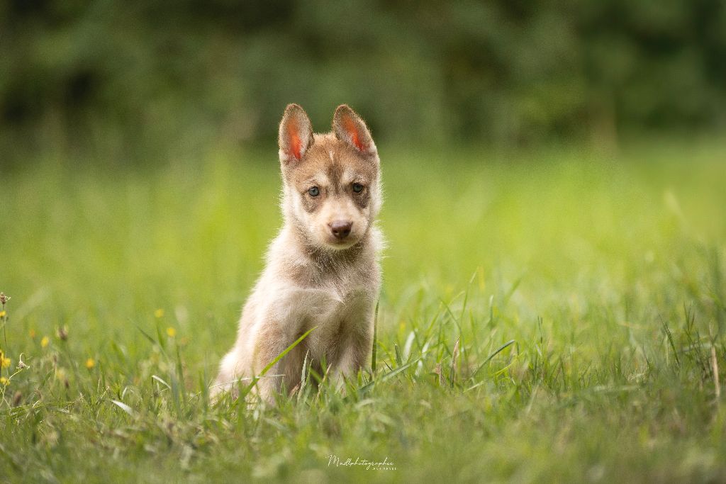 Of The Northern Moon - Chiots disponibles - Siberian Husky