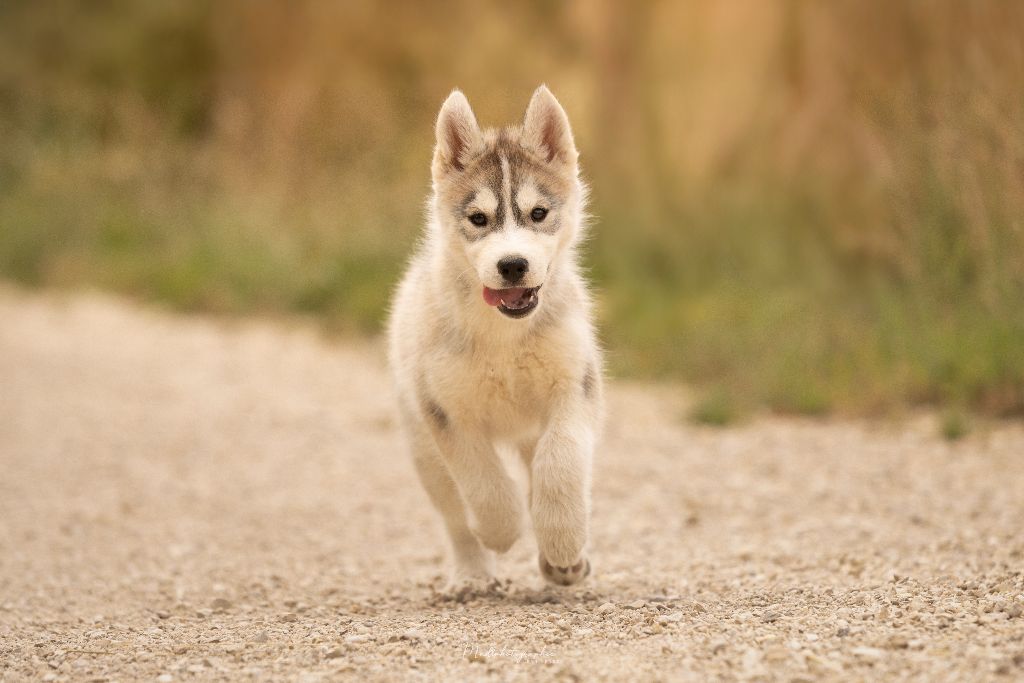 Of The Northern Moon - Chiots disponibles - Siberian Husky