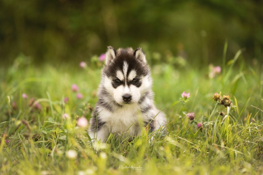 Of The Northern Moon - Chiots disponibles - Siberian Husky