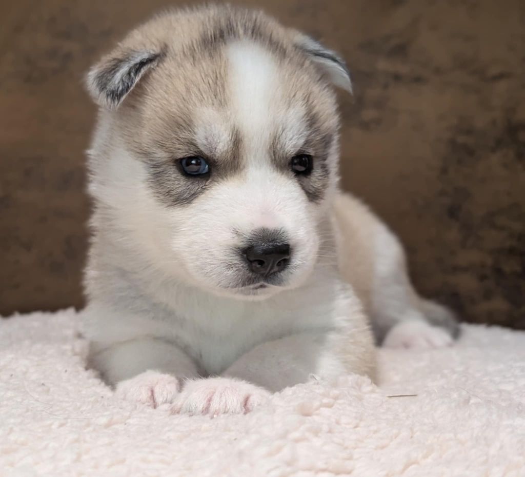 Of The Northern Moon - Chiots disponibles - Siberian Husky