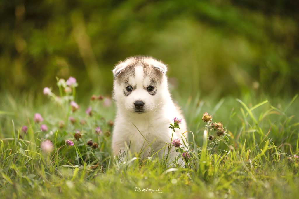 Of The Northern Moon - Chiots disponibles - Siberian Husky