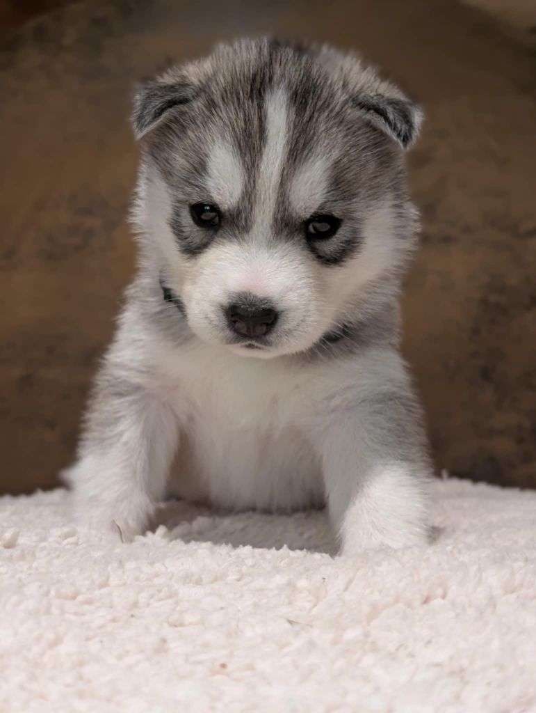 Of The Northern Moon - Chiots disponibles - Siberian Husky