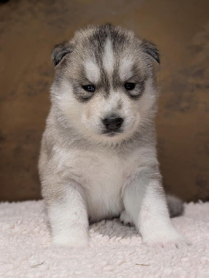 Arya