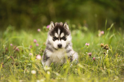 Alaska