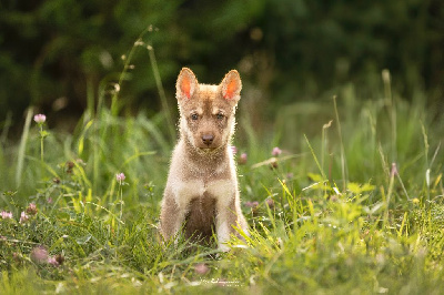 CHIOT