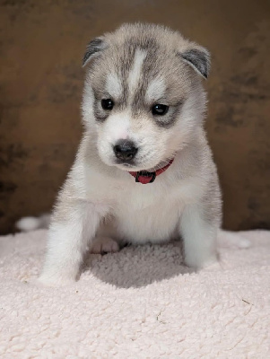 Akira