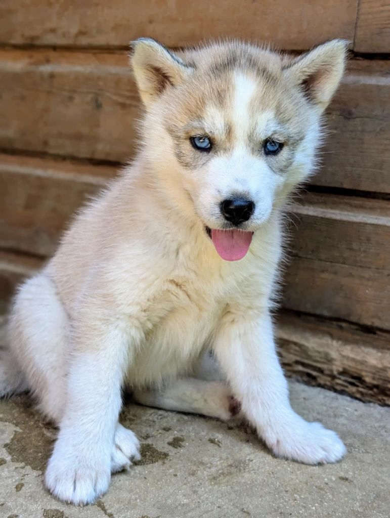 Of The Northern Moon - Chiots disponibles - Siberian Husky
