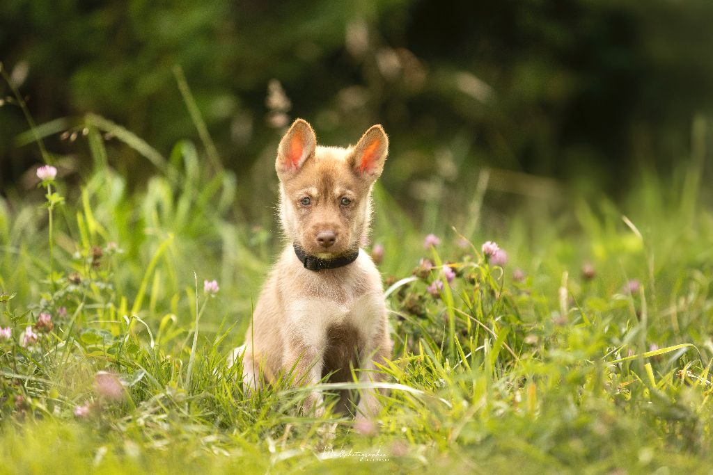 Of The Northern Moon - Chiots disponibles - Siberian Husky