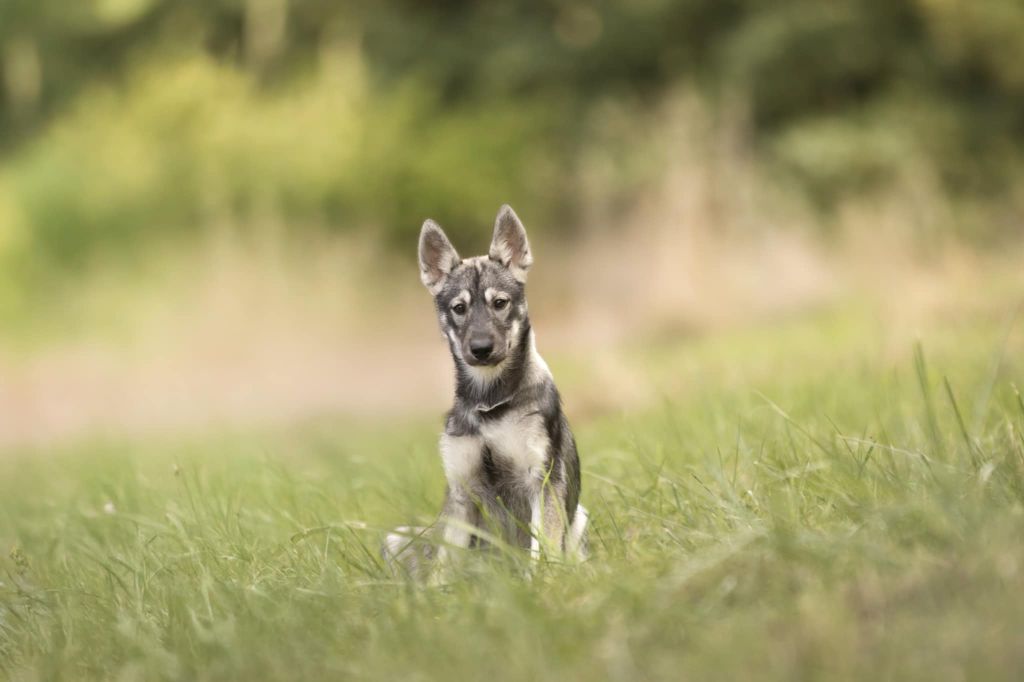 Of The Northern Moon - Chiots disponibles - Siberian Husky