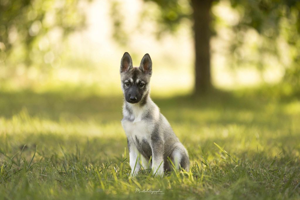 Of The Northern Moon - Chiots disponibles - Siberian Husky